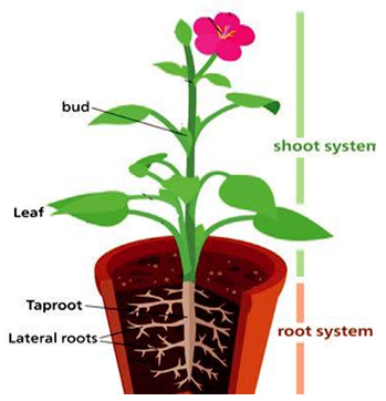 Chapter 7: Plant Structure