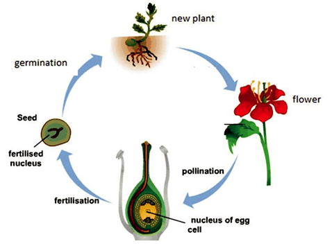 Chapter 8: Reproduction in Plants