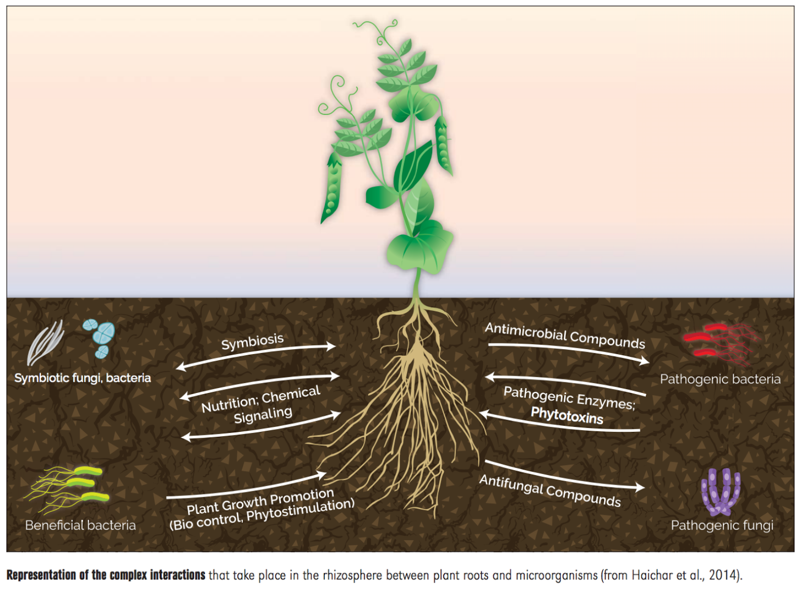 Soil