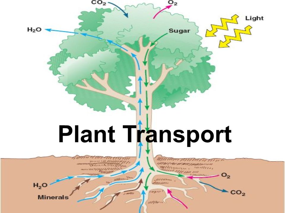 Transport in Plants 